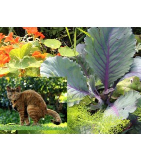 Katzenabwehr Gemüsebeet